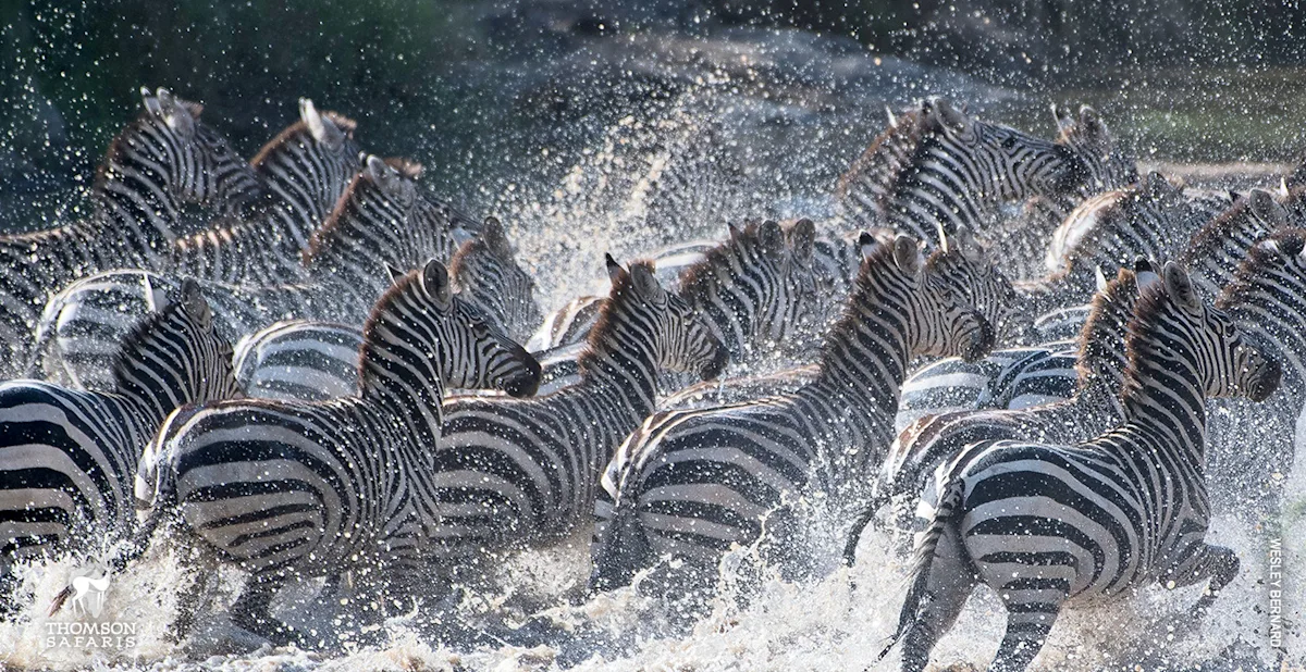 Herd of zebras splashing through water