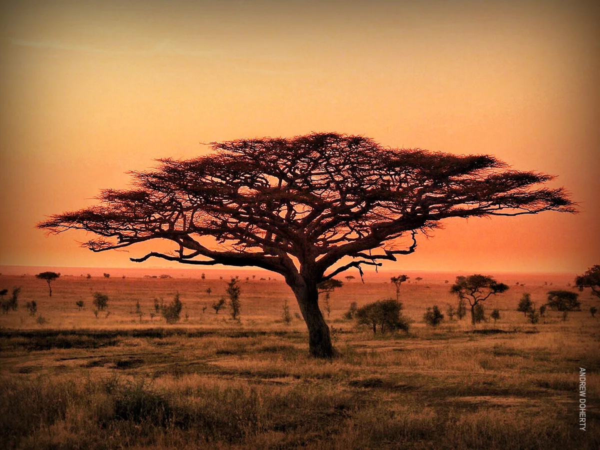 Flat-topped acacia tree silhouetted against an orange sunset sky