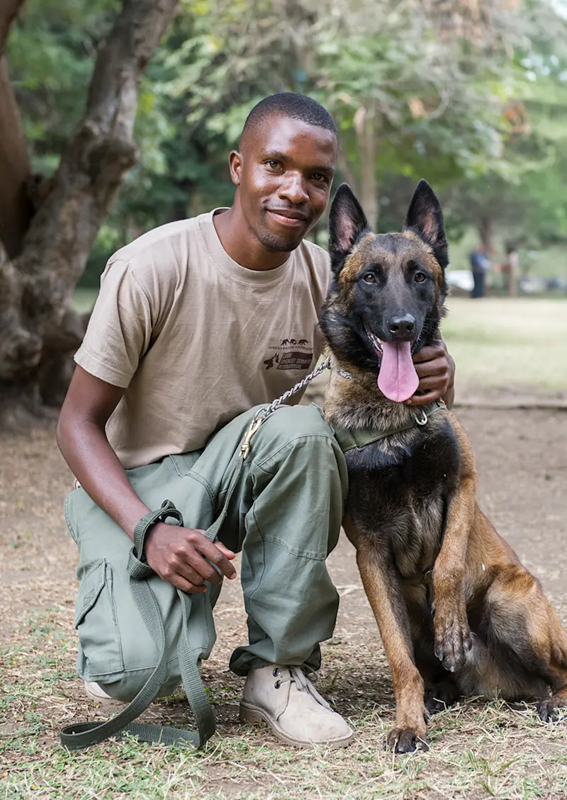 Handler kneeling beside a Belgian Malinois detection dog