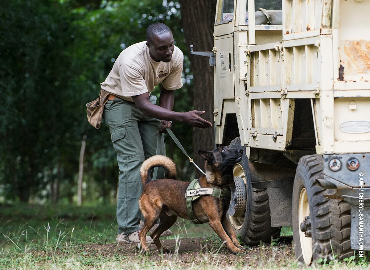 Handler and detection dog searching a vehicle at the AWF Canines for Conservation unit