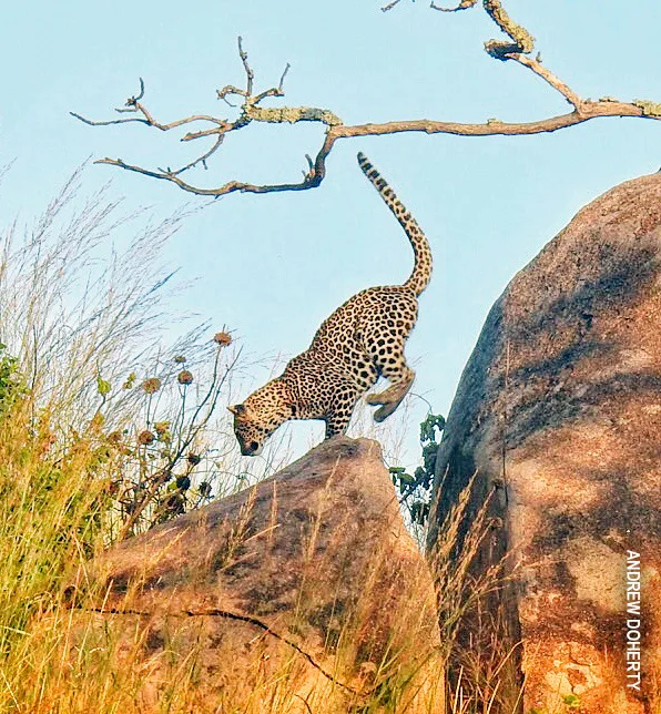 Leopard climbing down a large boulder on a kopje