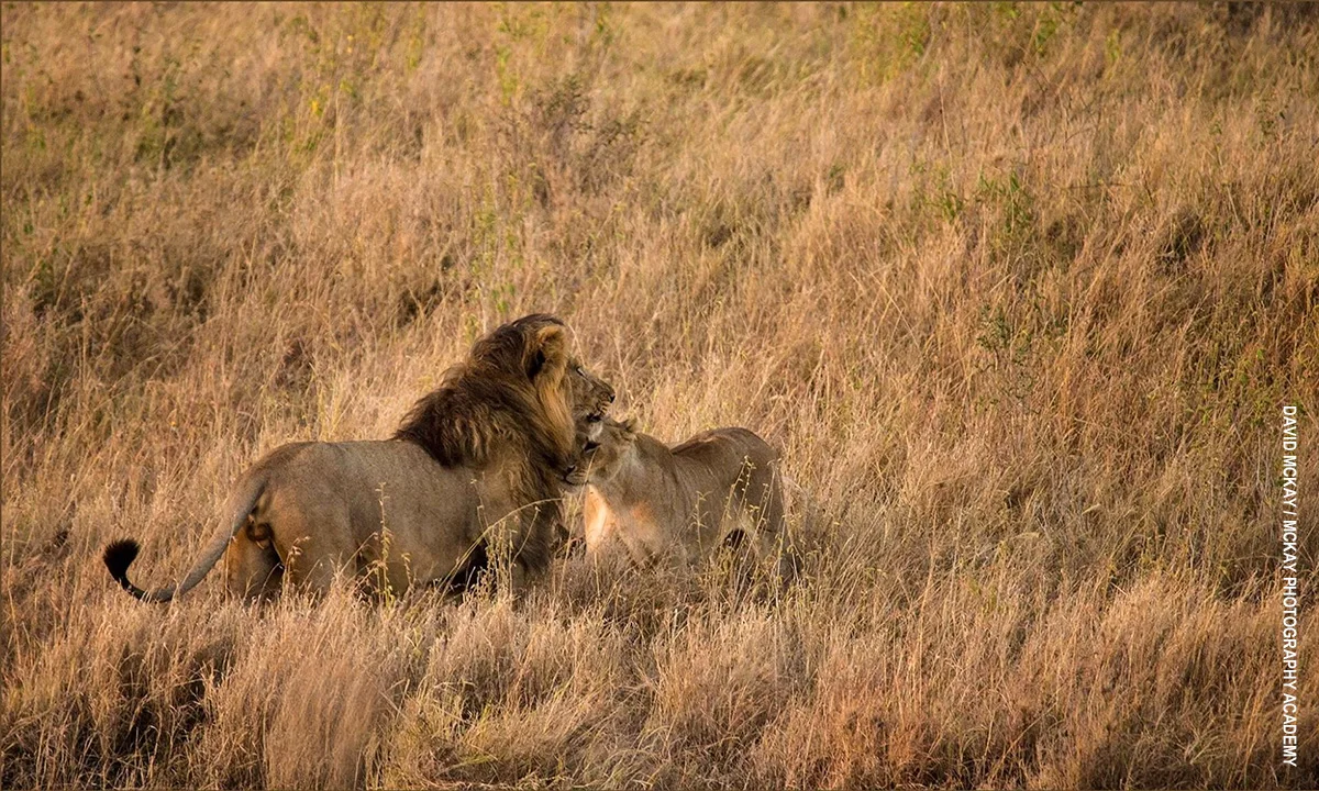 Male lion nuzzling a lioness in tall golden grass