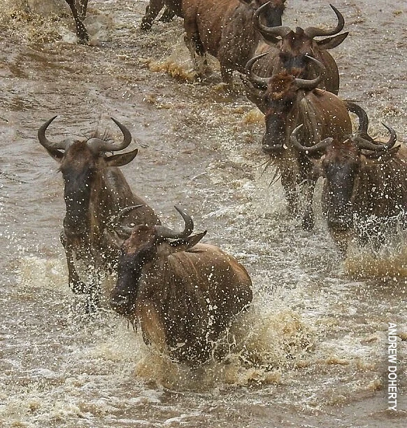 Wildebeest splashing across a muddy river