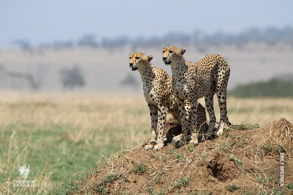 Two cheetahs standing on a termite mound on the Serengeti plains