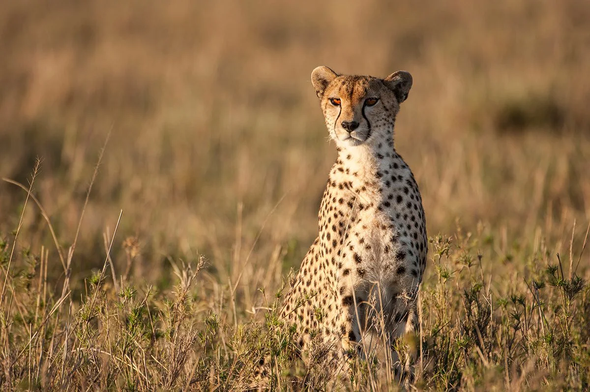 Cheetah sitting upright in tall golden grass