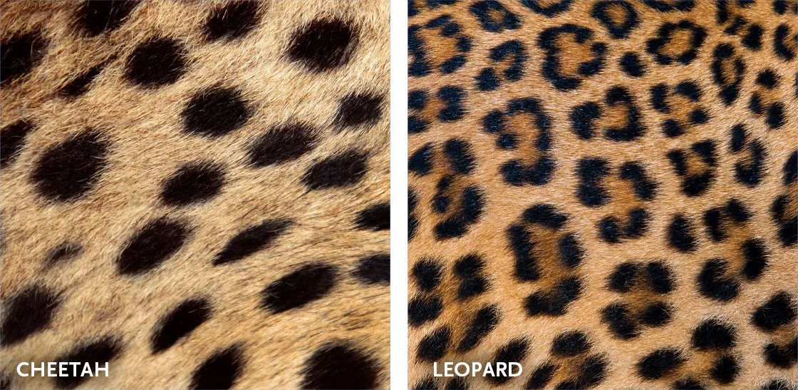 Side-by-side comparison of cheetah solid spots and leopard rosettes