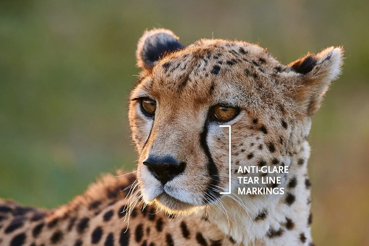 Close-up of a cheetah's face labeled to show its anti-glare tear line markings