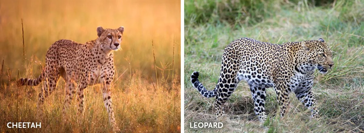 Side-by-side photos comparing a slender cheetah with a stockier leopard