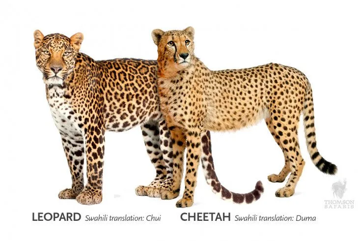Illustration comparing a leopard (Swahili: chui) and a cheetah (Swahili: duma)