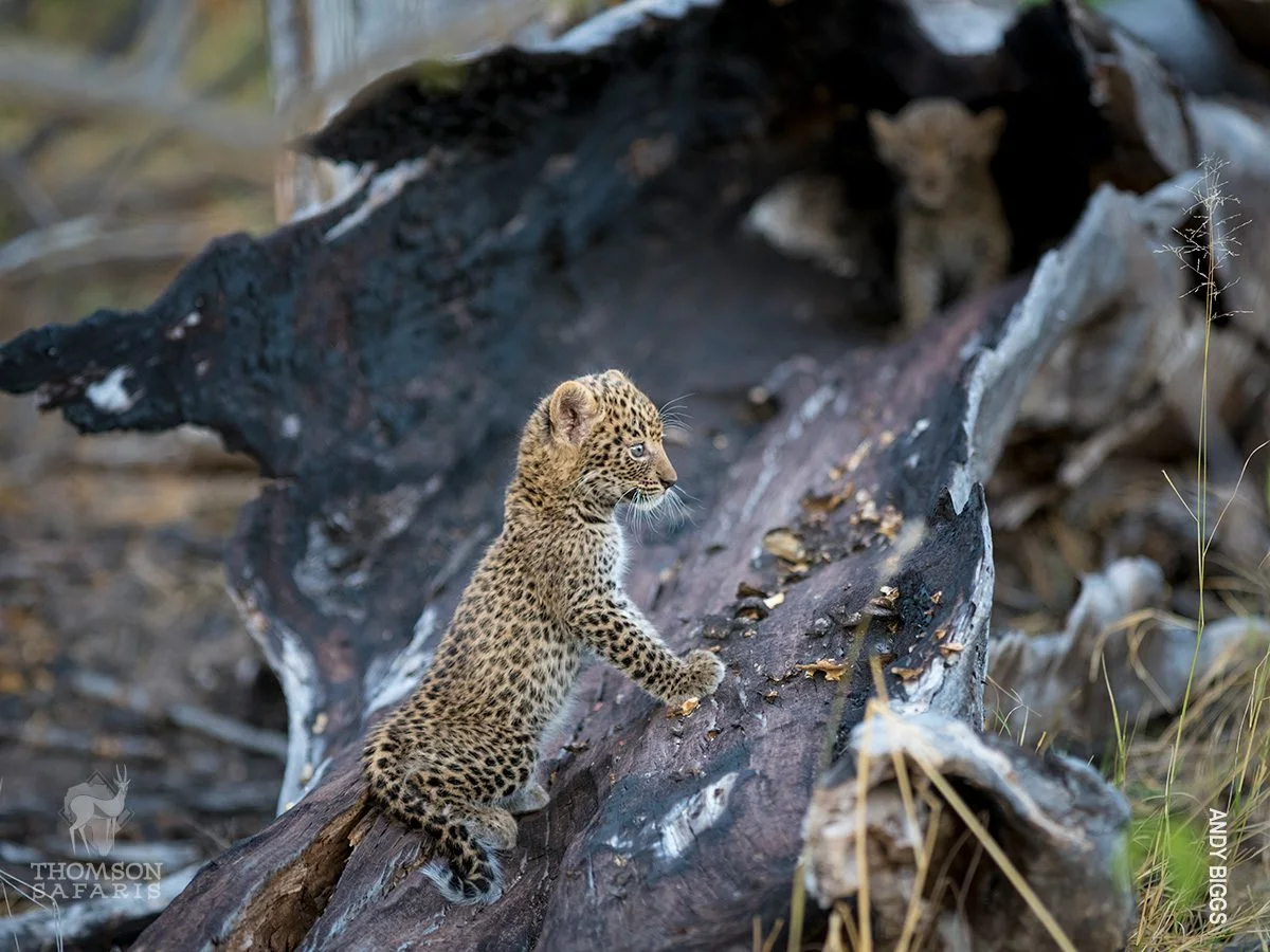 Leopard cub climbing a fallen log while another cub watches
