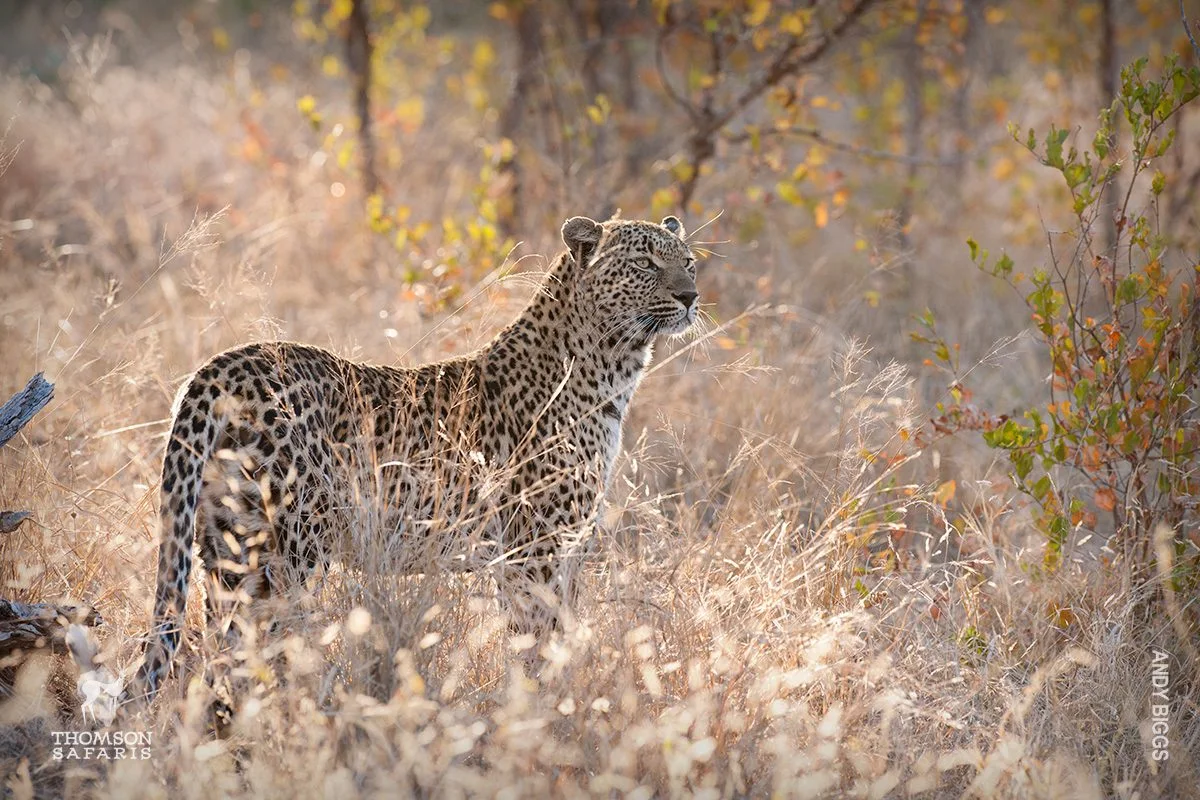 Leopard standing in dry, sunlit grass