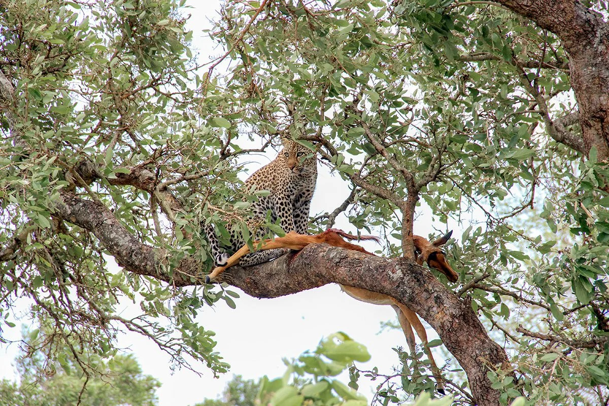 Leopard in a tree beside its antelope kill draped over a branch