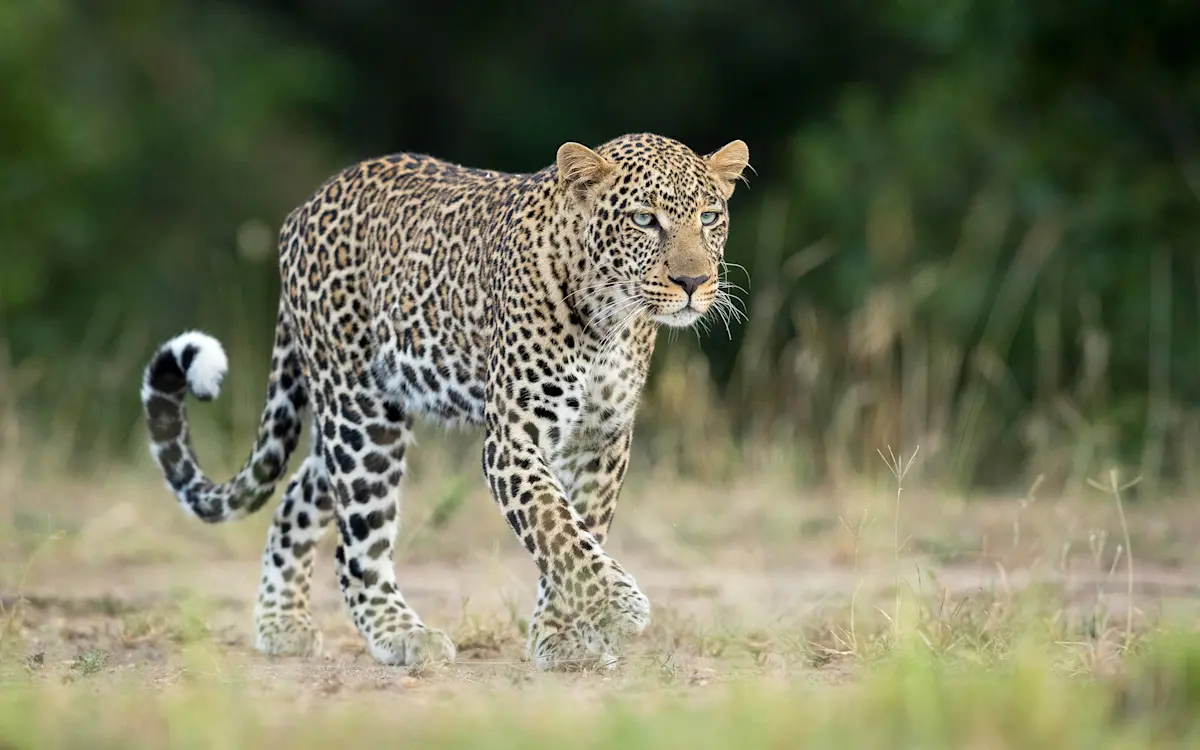 Leopard walking through short grass with its tail curled up