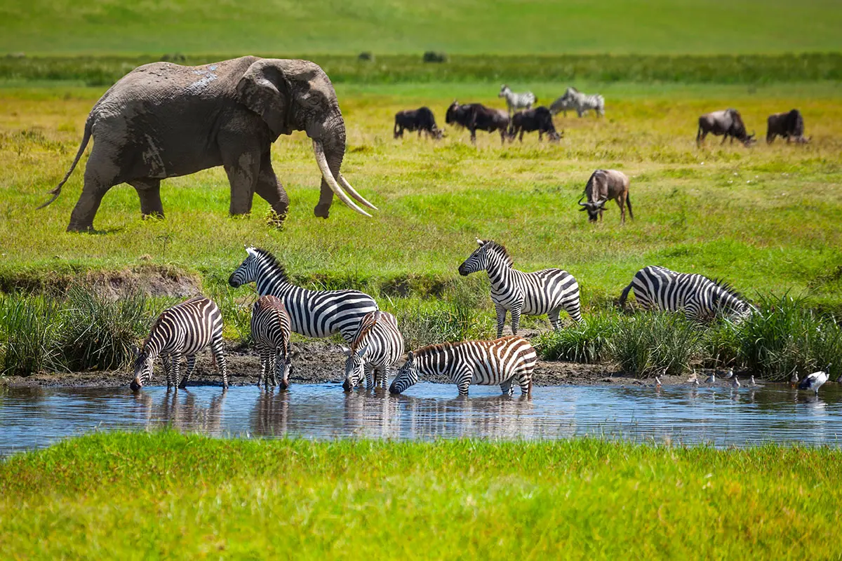 Elephant, zebras and wildebeest grazing beside a stream in Ngorongoro Crater