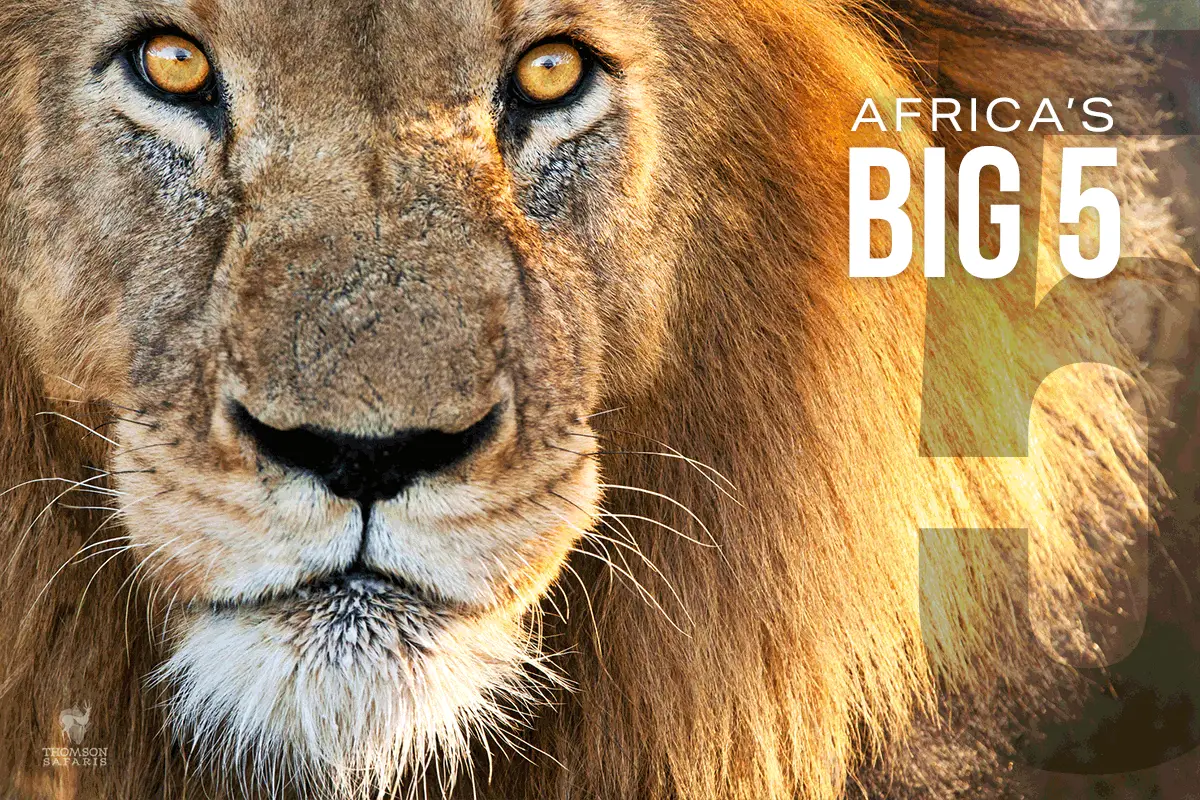 Close-up of a male lion's face beside the words Africa's Big 5