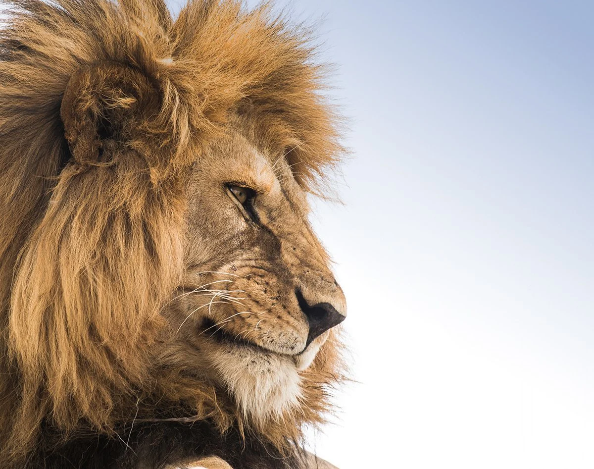 Close-up profile of a male lion's head and mane