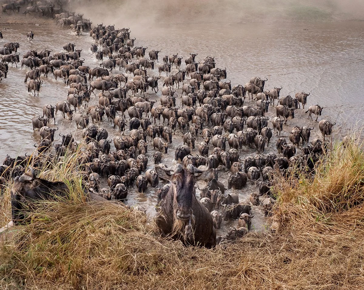 Mass of wildebeest crossing a river during the Great Migration