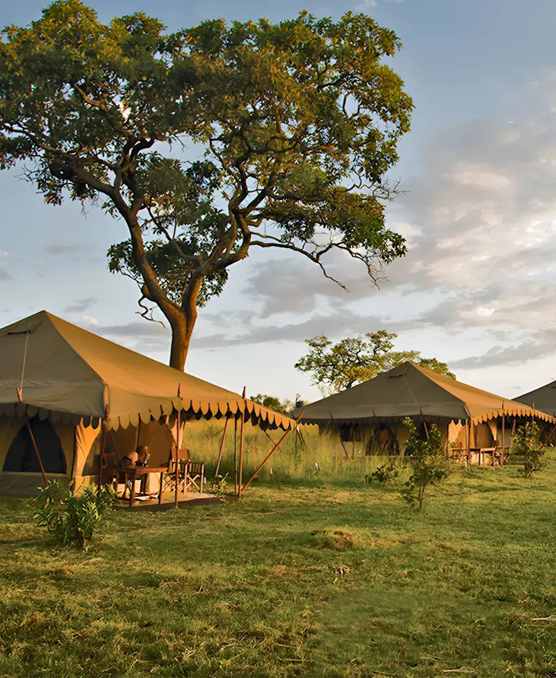 Canvas safari tents under a large tree on green grass at sunset