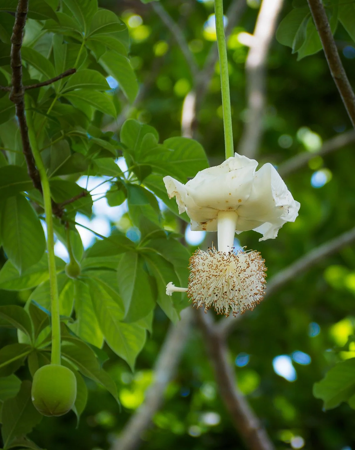 White baobab flower hanging among green leaves