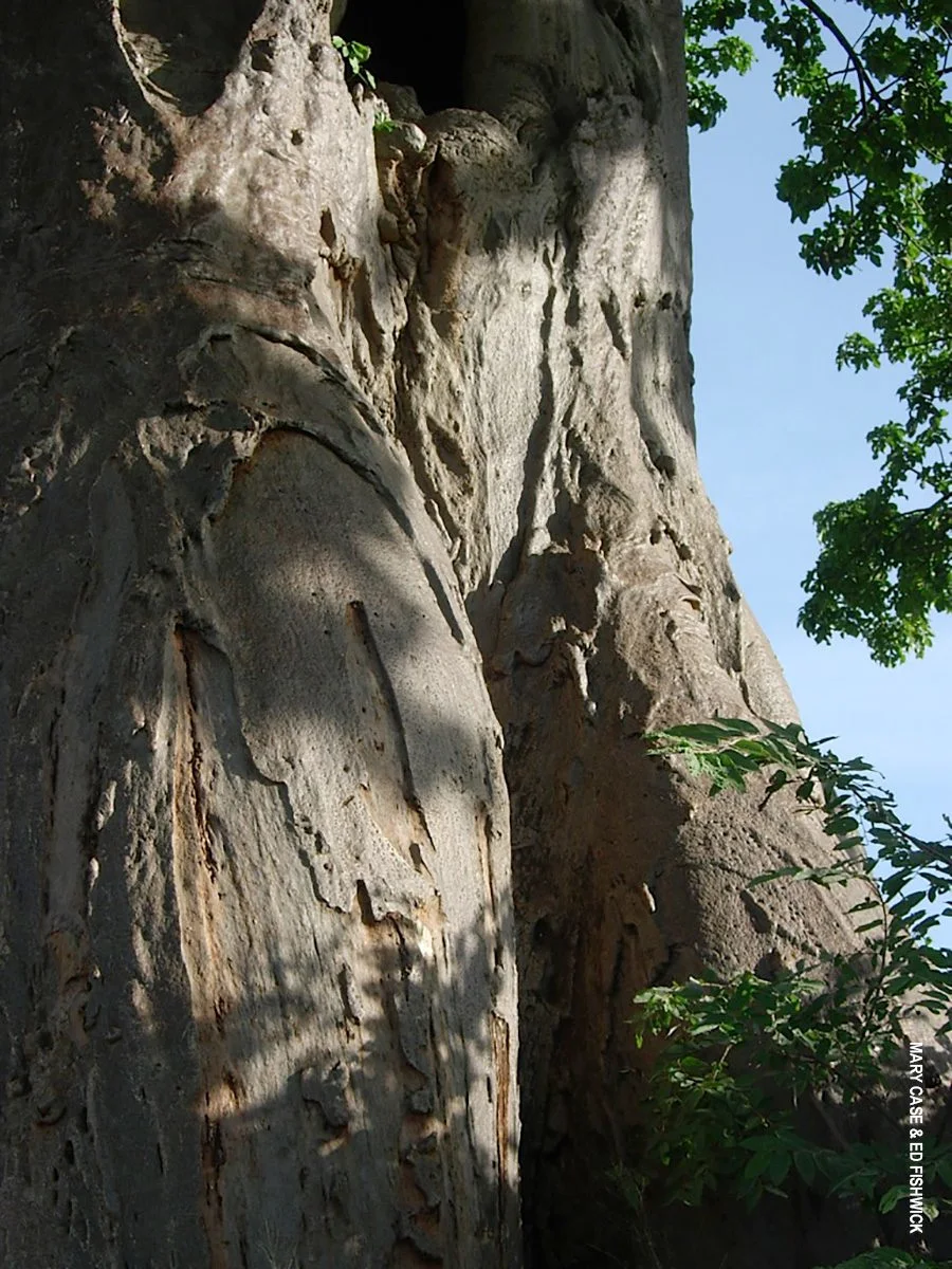 Close-up of a massive baobab trunk against blue sky