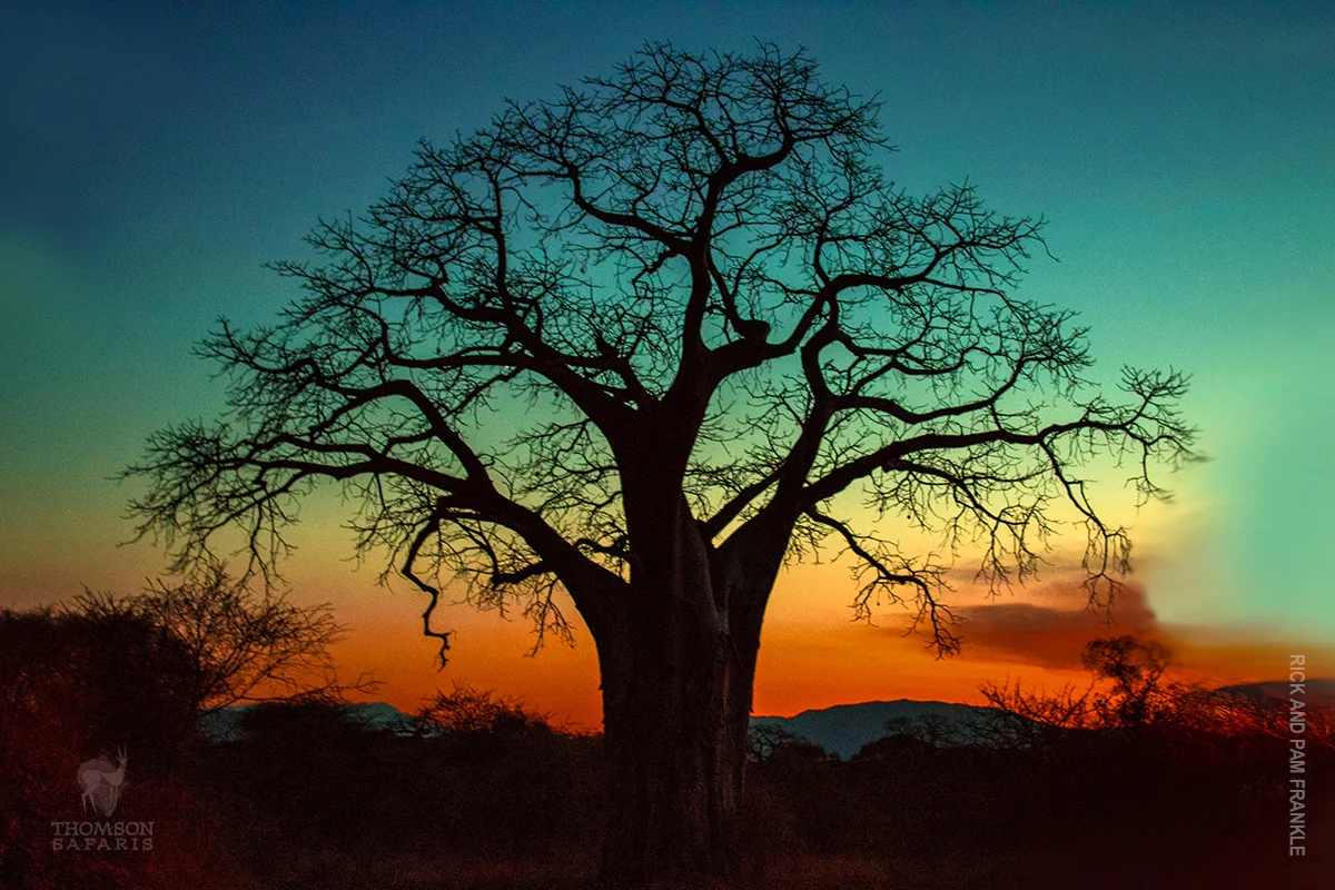 Baobab tree silhouetted against an orange and teal sunset