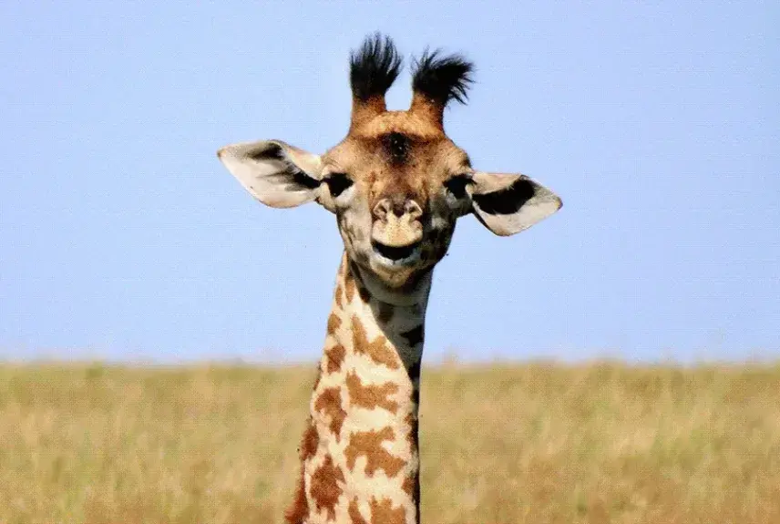 Close-up of a young giraffe facing the camera above golden grass