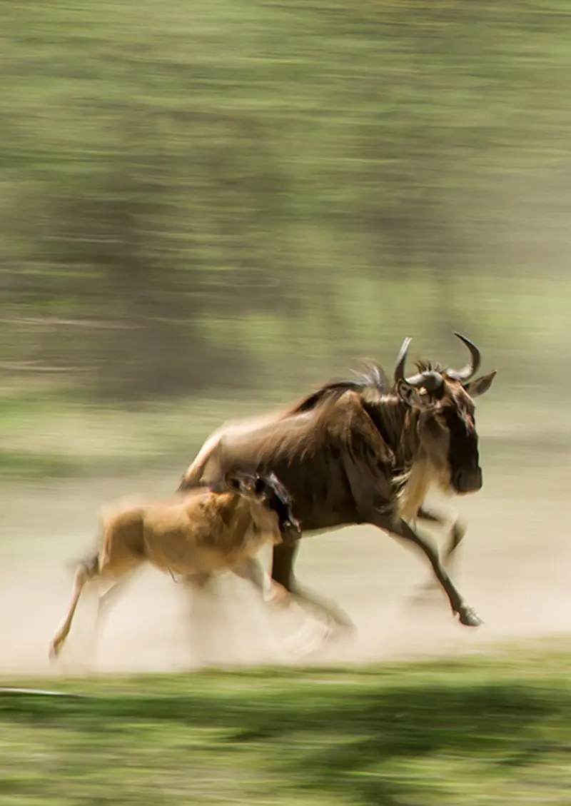 Wildebeest and calf running across dusty ground, blurred by motion