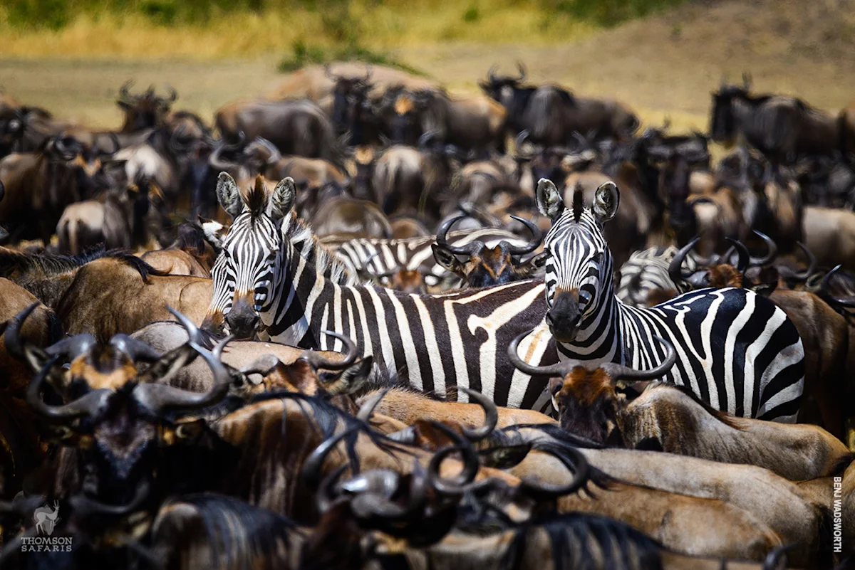 Two zebras peering out from a dense crowd of wildebeest
