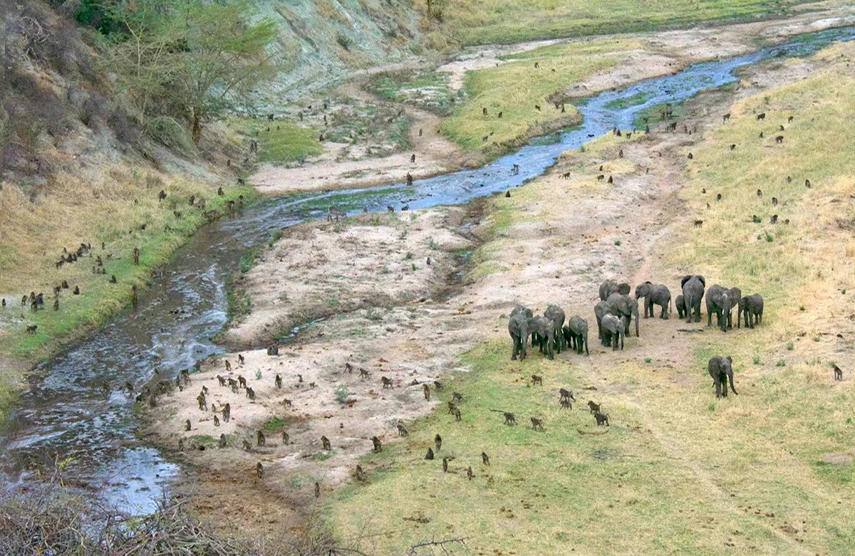 Aerial view of an elephant herd and a troop of baboons along a winding river