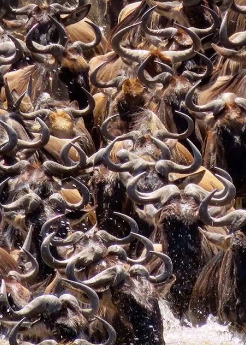 Dense herd of wildebeest crossing a river during the Great Migration