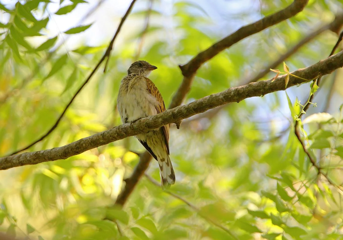 Honeyguide bird perched on a branch among green leaves