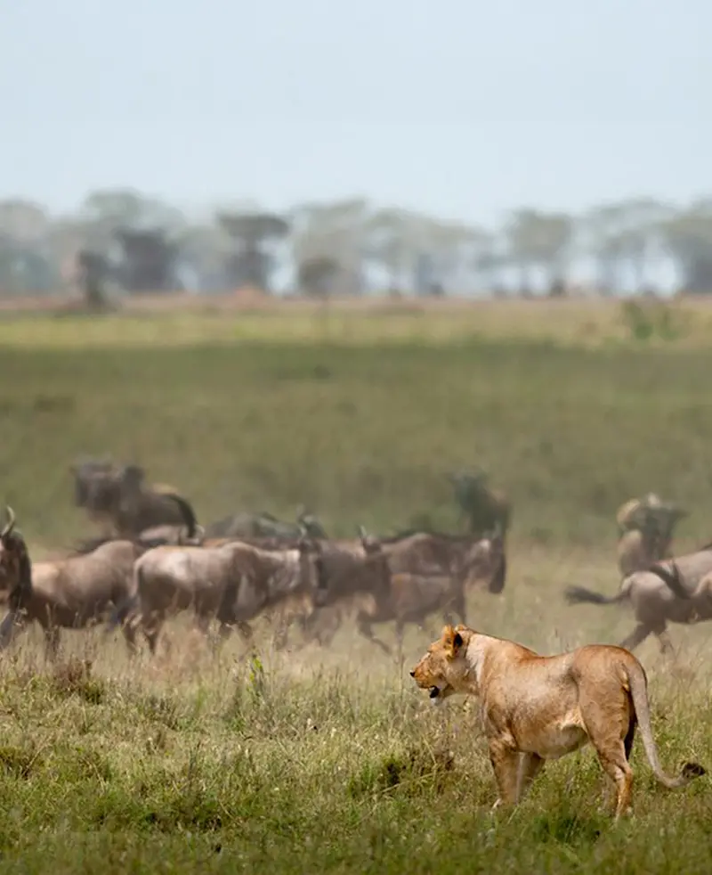 Lioness standing in the grass as a herd of wildebeest runs past behind her