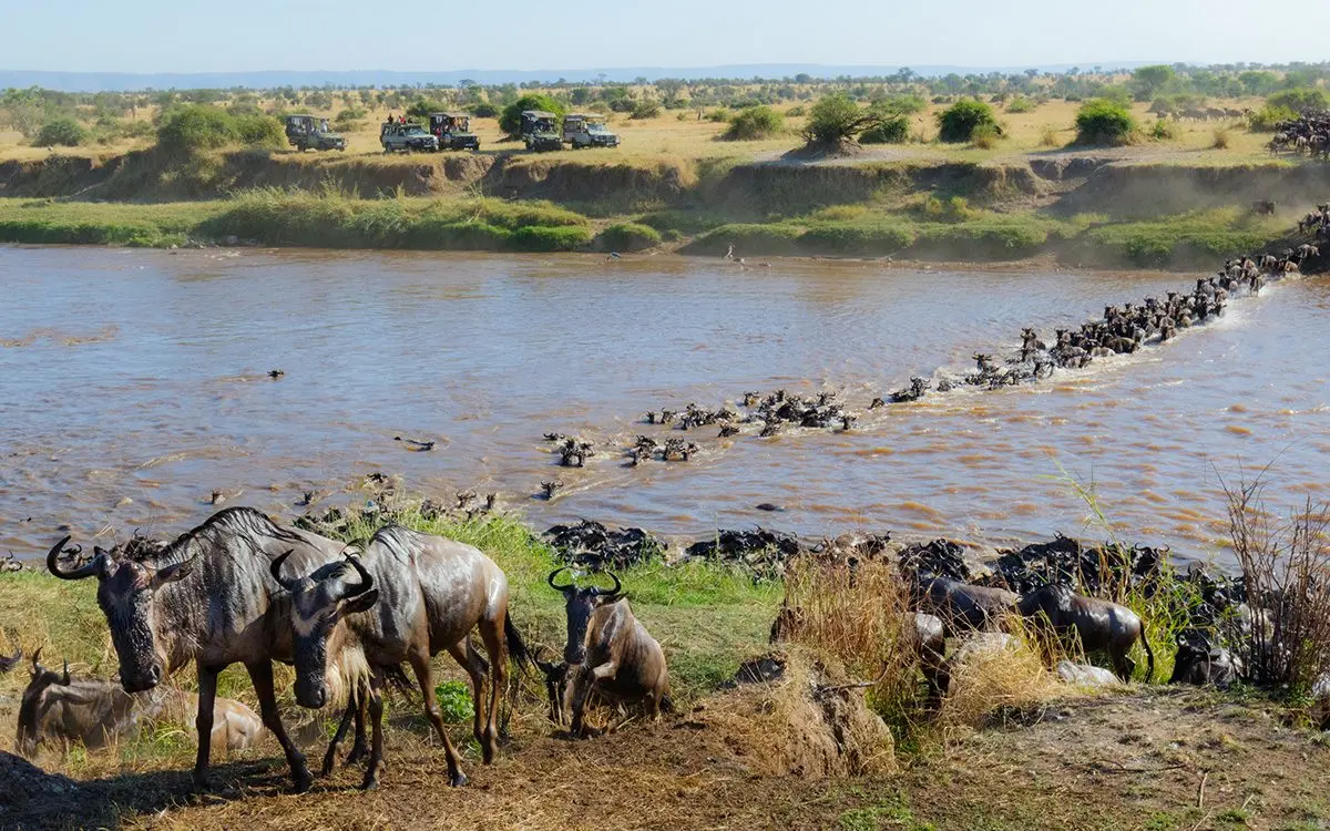 Wildebeest crossing the Mara River with safari vehicles watching from the far bank