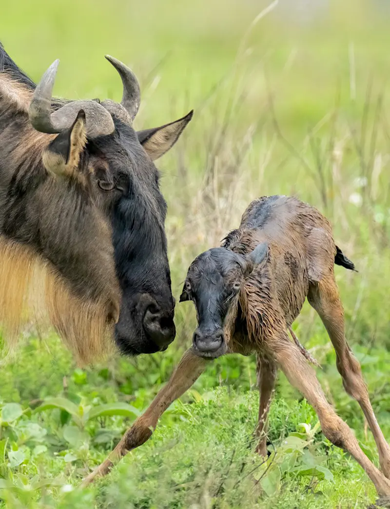Newborn wildebeest calf standing on wobbly legs beside its mother