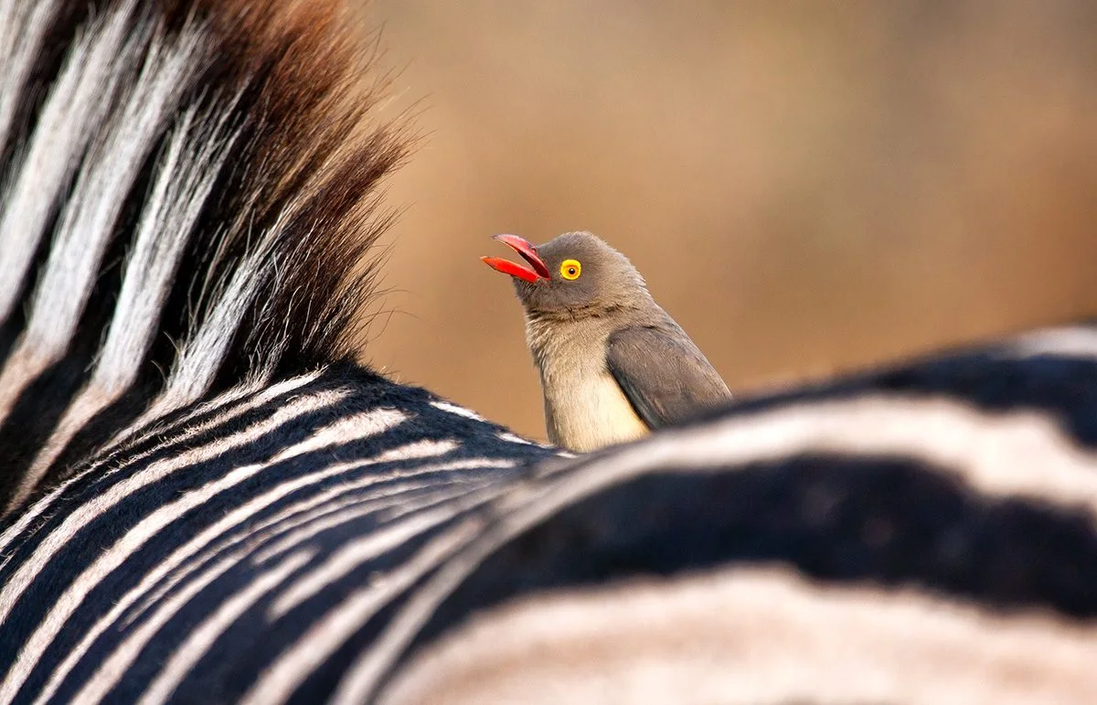 Red-billed oxpecker perched on a zebra's back