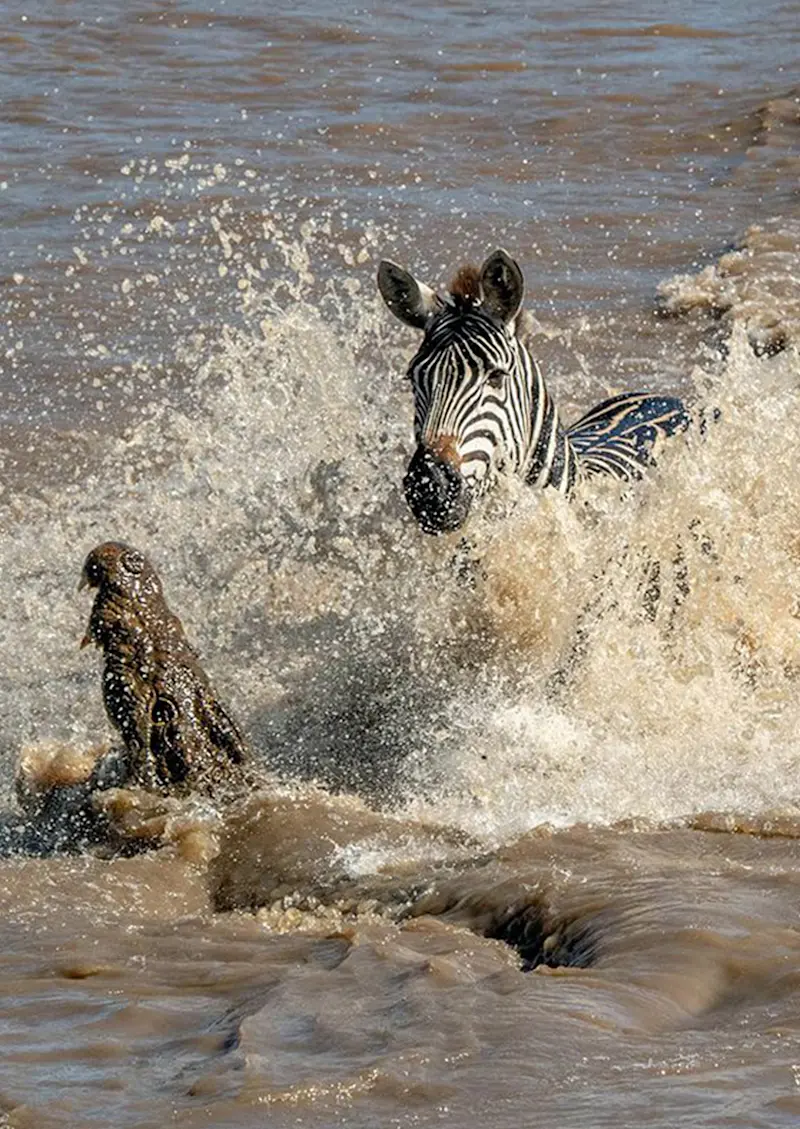 Crocodile lunging at a zebra in a splash of muddy water during a river crossing