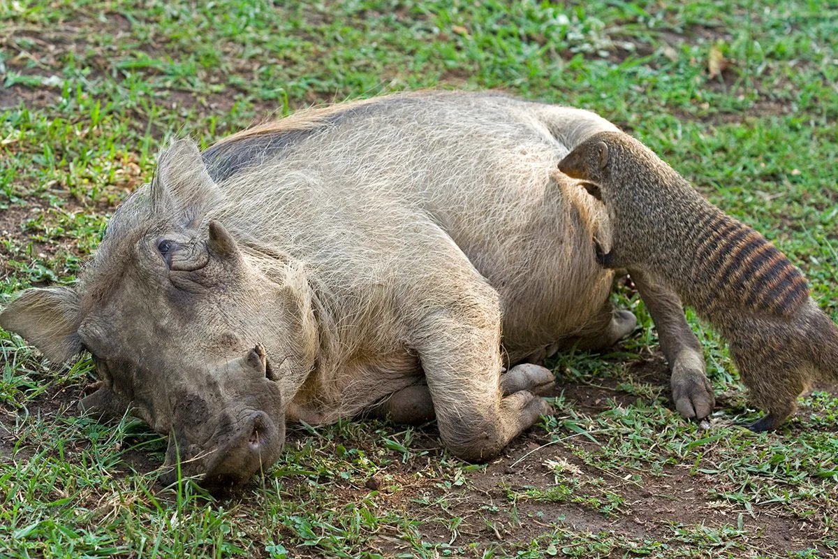 Banded mongoose grooming a warthog lying on its side in the grass