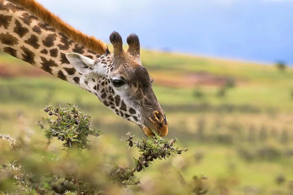 Giraffe browsing on the thorny branches of a whistling thorn acacia