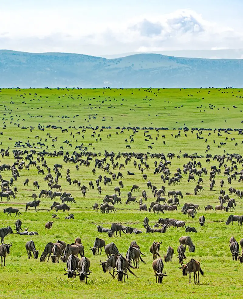 Thousands of wildebeest grazing across green Serengeti plains below distant hills