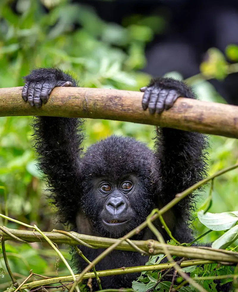 Baby mountain gorilla hanging from a branch in the forest