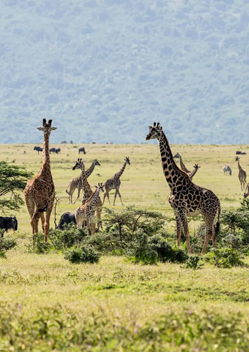 Giraffes and wildebeest grazing on grassland below a forested escarpment