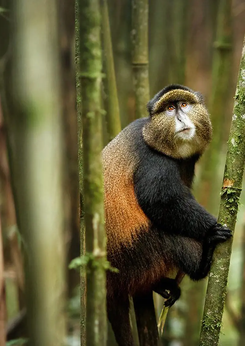 Golden monkey clinging to a bamboo stalk in the forest