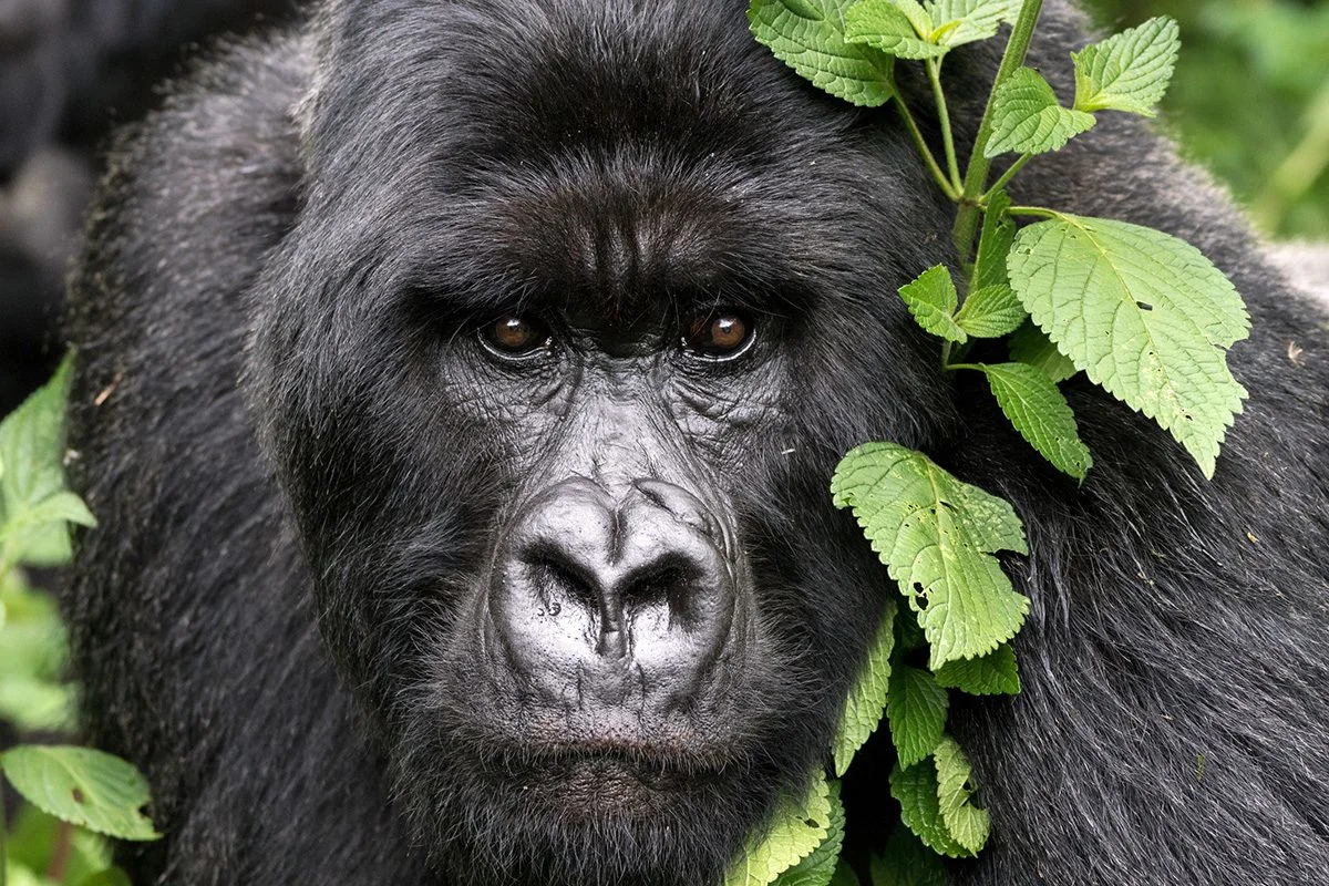 A mountain gorilla at close range in Rwanda.