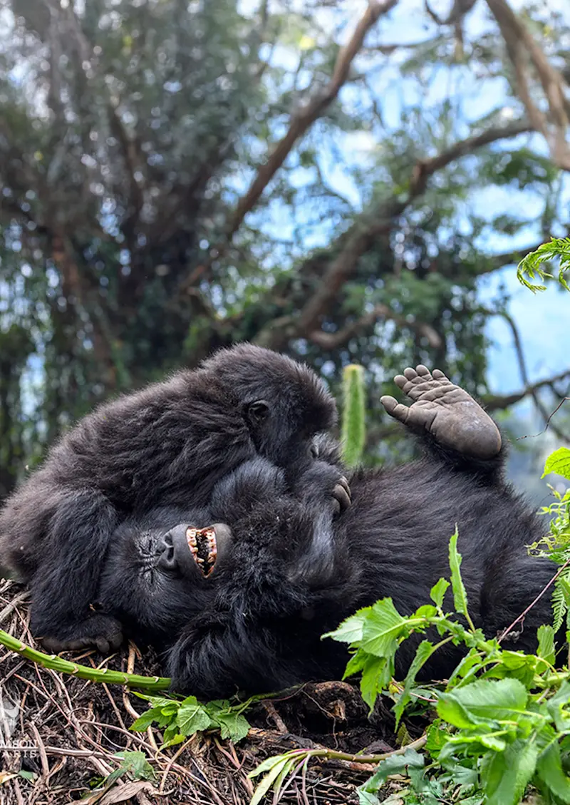 Mountain gorilla lying on its back with mouth open while a youngster climbs on it