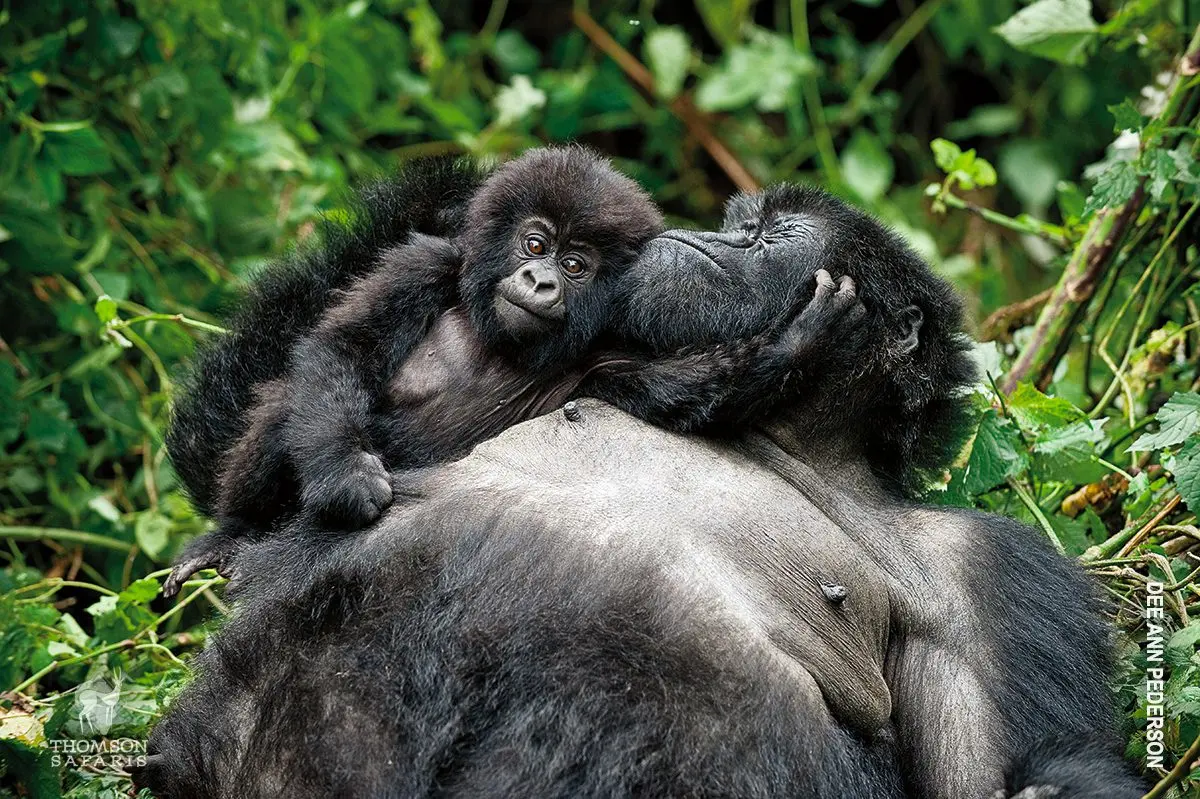 Mountain gorilla mother lying back with her baby resting on her chest