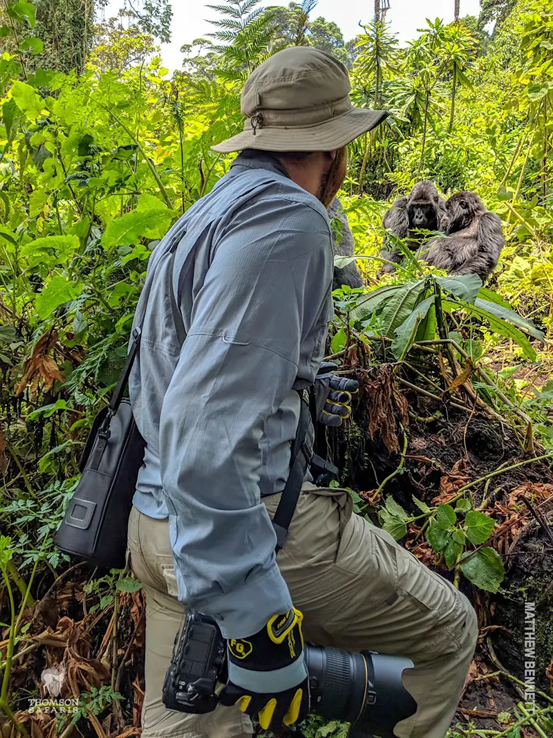 Photographer with a camera crouching in the forest near two mountain gorillas
