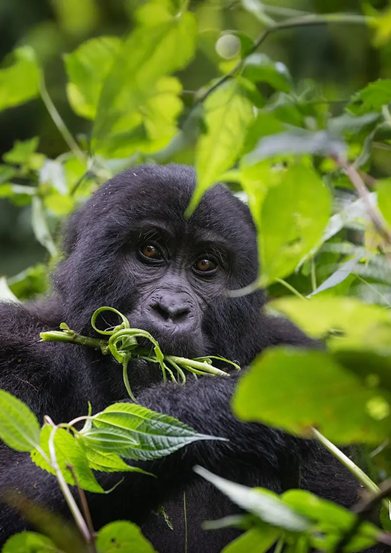Mountain gorilla chewing a green stem while peering through leaves