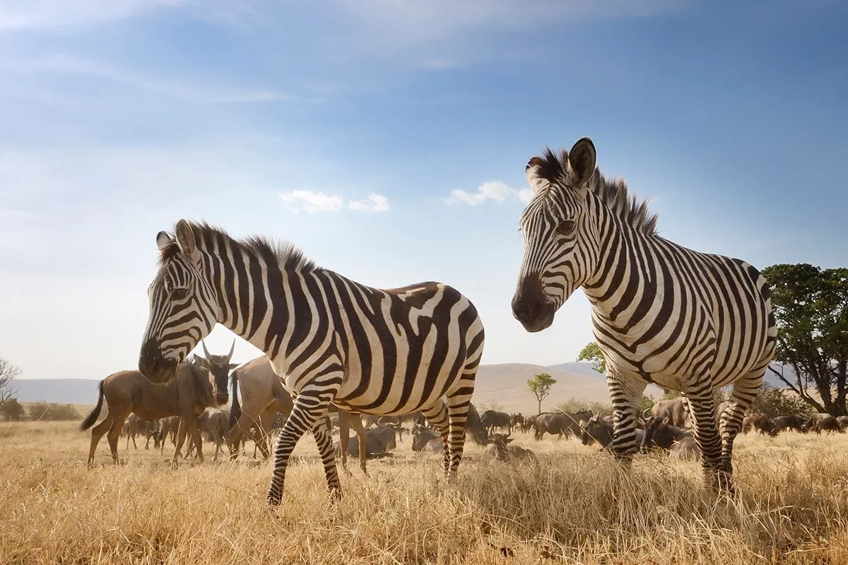 Two zebras standing in dry grass in front of a herd of wildebeest