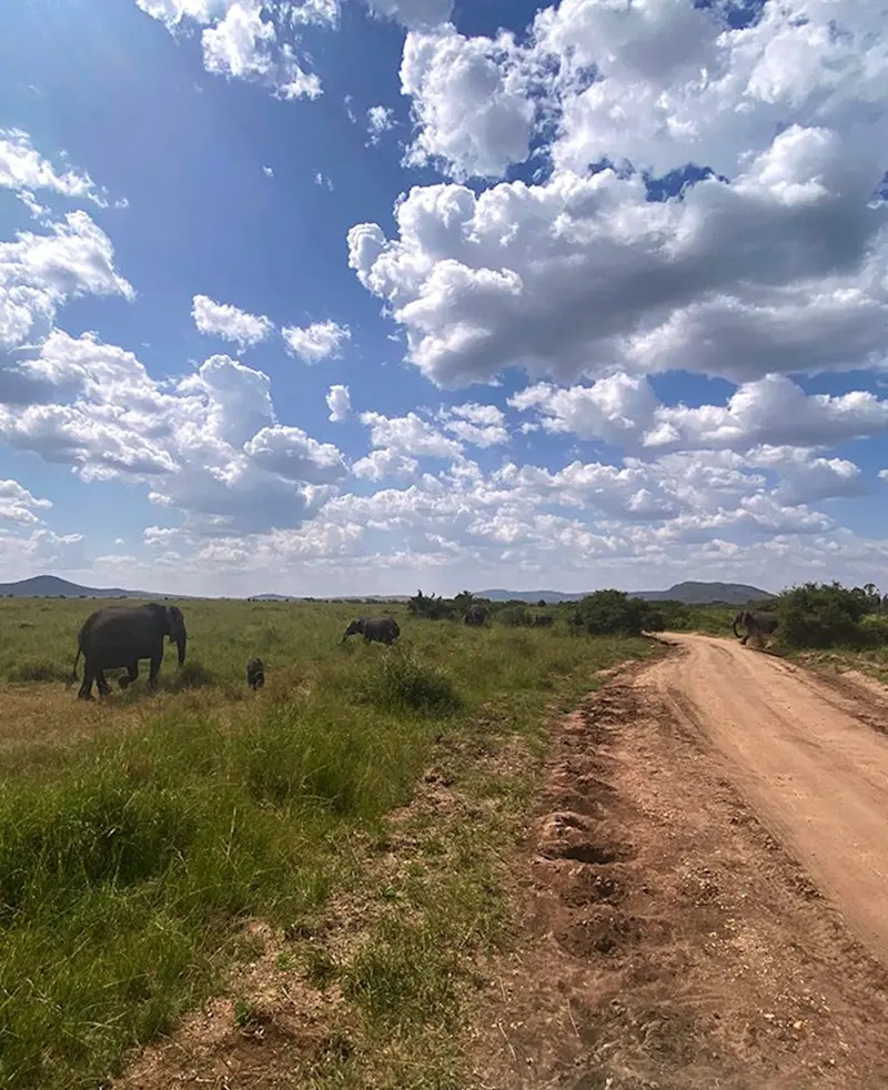 Elephants crossing grassland beside a dirt road under a sky of white clouds