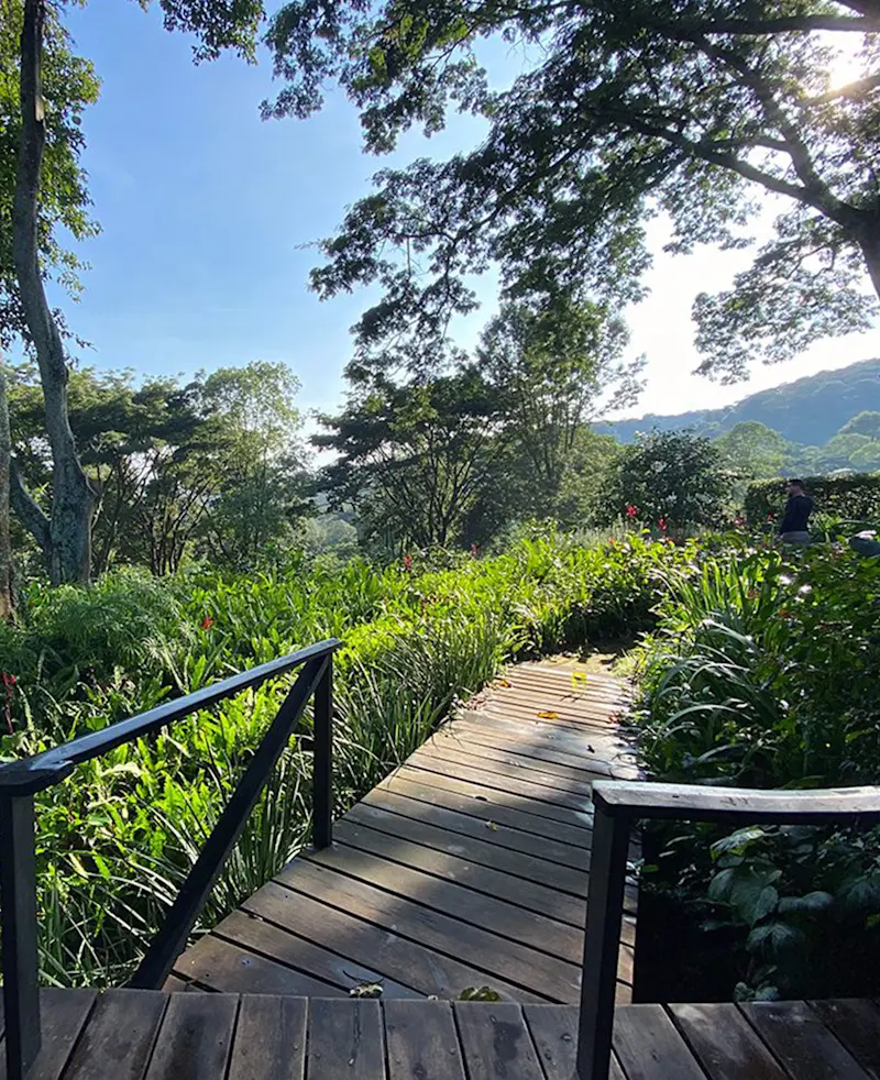Wooden boardwalk winding through lush gardens and tall trees at Gibb's Farm